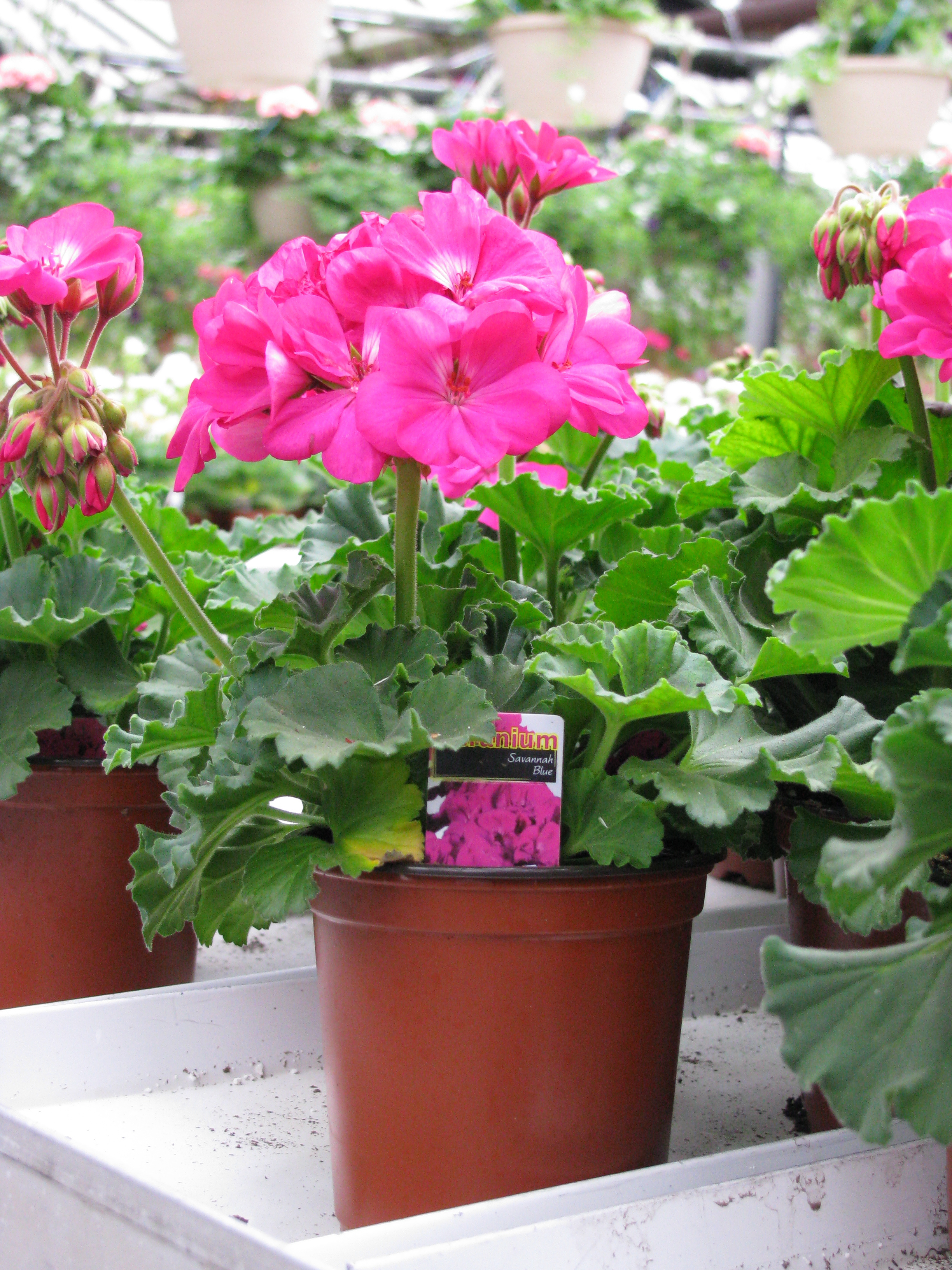 Sevena Geranium Scott Street Greenhouse