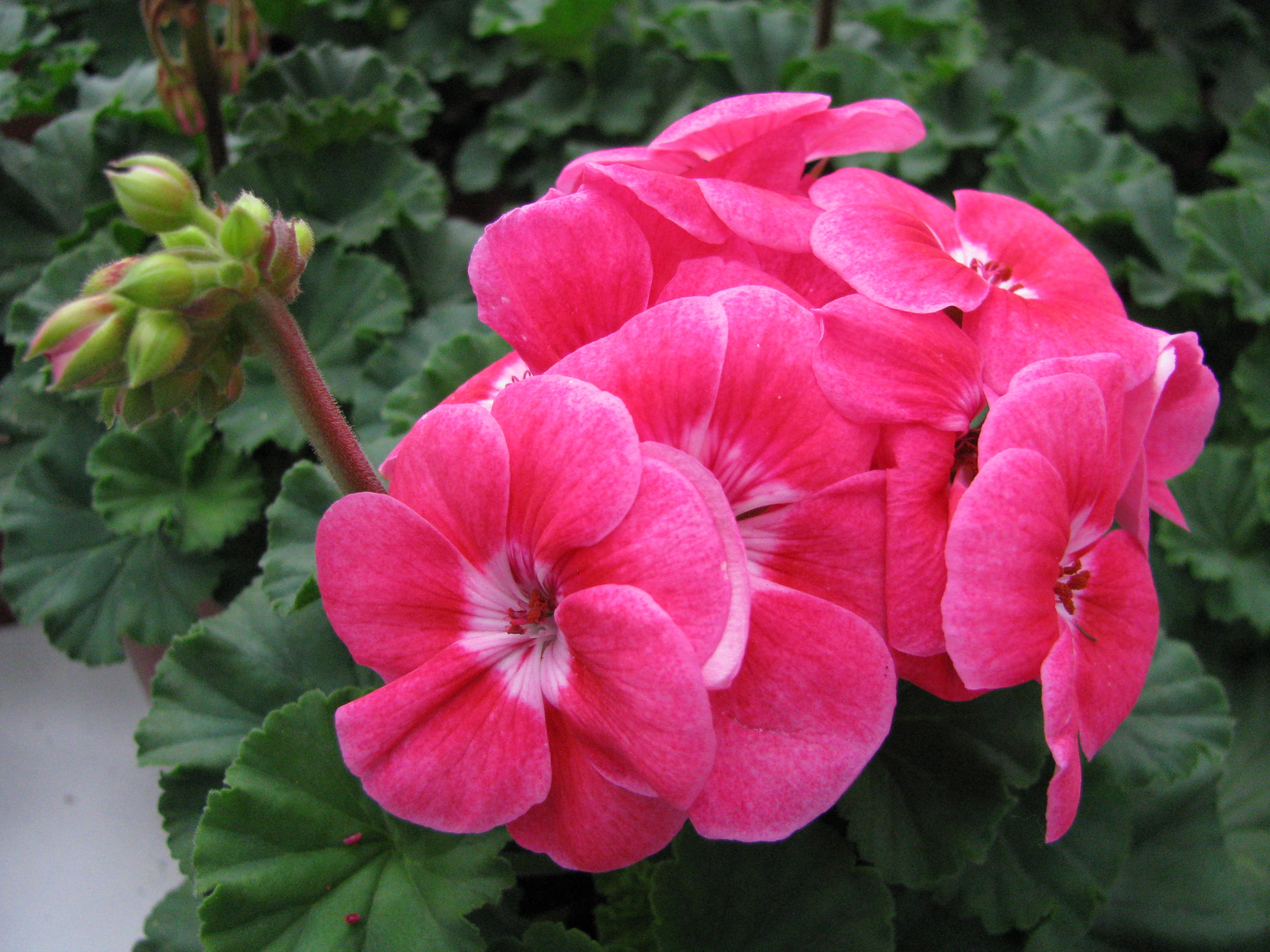 Sevena Geranium Scott Street Greenhouse